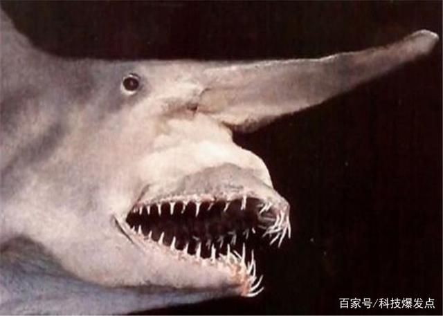 鯊魚的嘴里長出“齒輪”，逮捕獵物極為鋒利，科學(xué)家研究上百年！